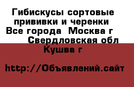 Гибискусы сортовые, прививки и черенки - Все города, Москва г.  »    . Свердловская обл.,Кушва г.